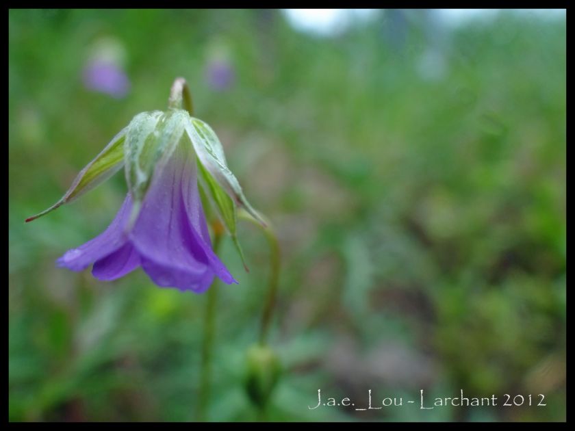 Geranium columbinum - Géranium colombin